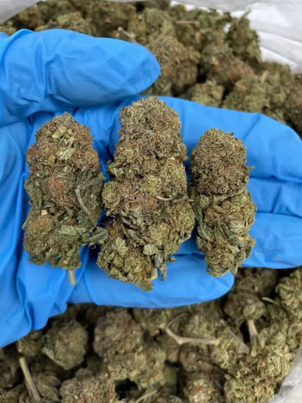 Buy Weed Washington DC, here can I buy cannabis in Washington DC, what are the best cannabis strains in DC, who sells the cheapest cannabis in DC, Buy Weed